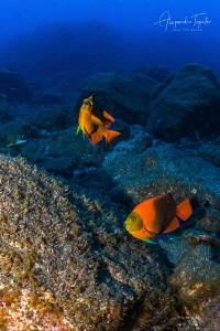Clarion Angel Fish, San Benedicto México by Alejandro Topete 